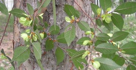 黃金榆樹|榆樹(落葉喬木植物):形態特徵,主要品種,生長習性,分布。